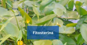 Fitosterina